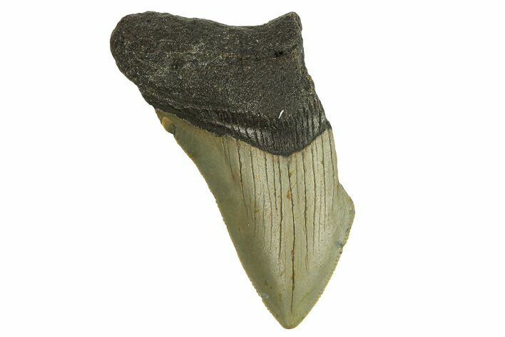 Bargain, Fossil Megalodon Tooth - Serrated Blade #295408